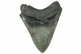 Serrated, Fossil Megalodon Tooth - South Carolina #321100-2